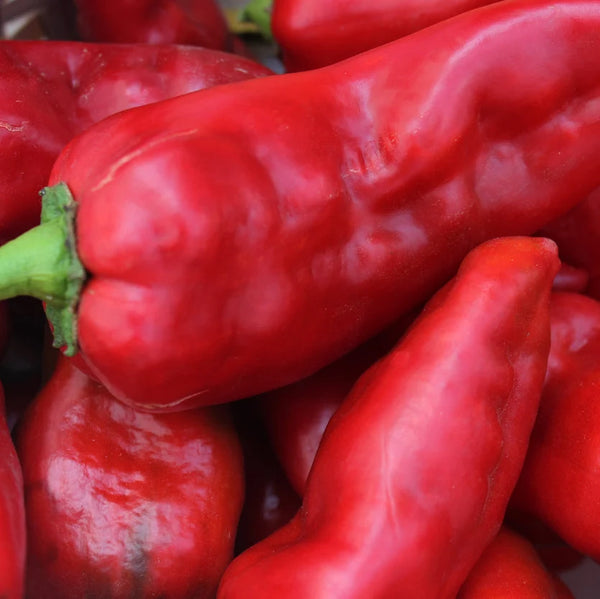 Spanish Sweet Pepper - Farm on Maple Drive