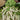 Icicle Salad Turnips - Groundwork