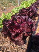 Red Butterhead Lettuce