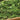 Winter Greens Mix - Sunny Days Farm
