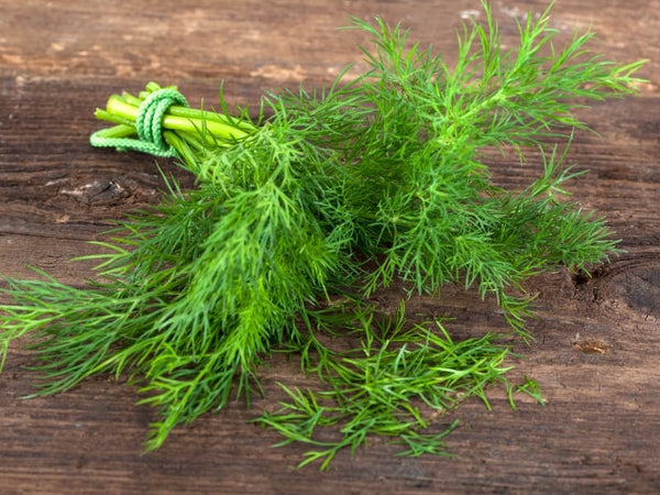 Dill - Sunny Days Farm