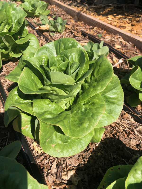 Gem Head of Lettuce - Sunny Days Farm