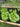 Little Gem Lettuce Heads- Jyotis Seeds For Change