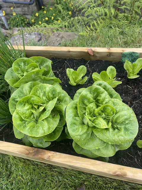 Little Gem Lettuce Heads- Jyotis Seeds For Change