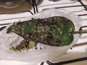 Green Chili - Pantoja's Farm