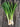 Ishikura Green Onions – High Desert Seeds