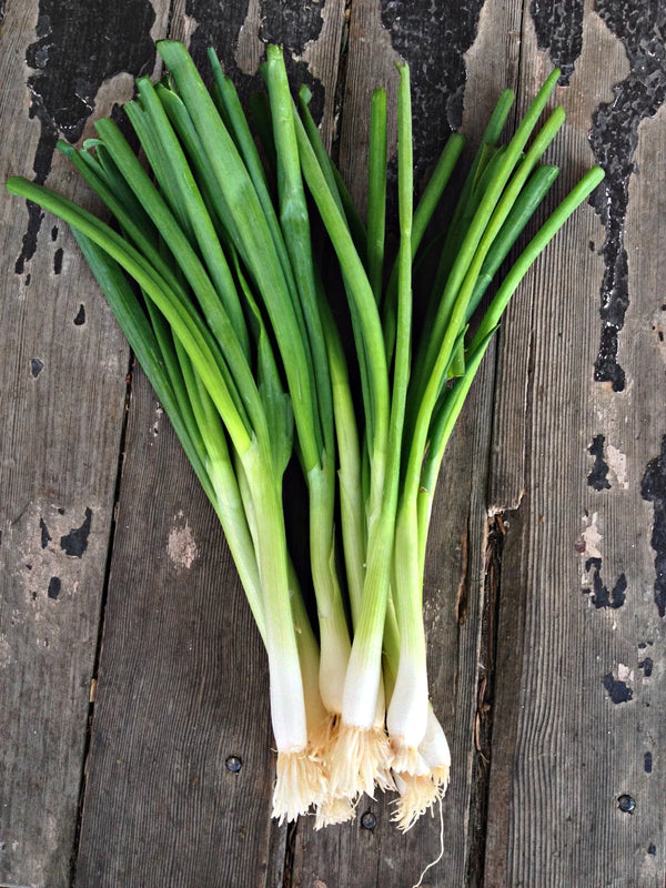 Ishikura Green Onions – High Desert Seeds