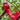 Jimmy Nardello Peppers - Pantoja's Farm