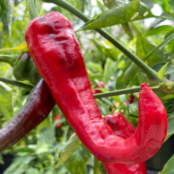Jimmy Nardello Peppers - Pantoja's Farm