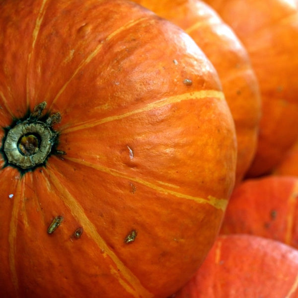Sunshine Winter Squash