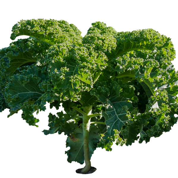Kale - Stuart Kramer