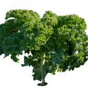 Kale - Stuart Kramer