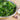 Baby Kale - Groundwork