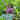 Kohlrabi Bunches - Groundwork