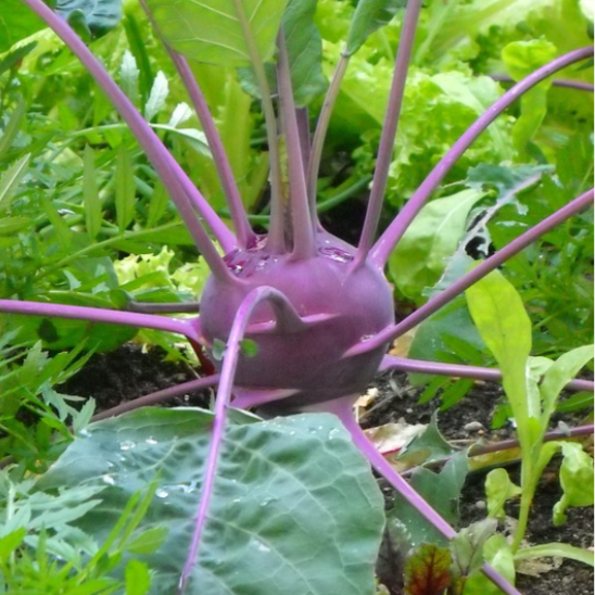 Kohlrabi Bunches - Groundwork