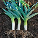 Leeks - Sunny Days Farm