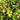Triple Washed Salad Mix