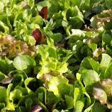 Lettuce Mix - 8 oz - Groundwork