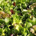 Lettuce Mix - 8 oz - Groundwork