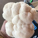 Lion's Paw Mushrooms