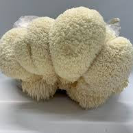 Lion's  Pride Mushrooms