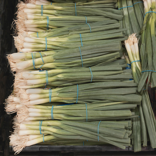 Evergreen White Nebuka Bunching Onions — from Seeds 4 Change