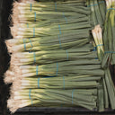 Evergreen White Nebuka Bunching Onions — from Seeds 4 Change