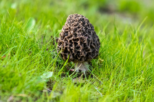 Morel Mushrooms