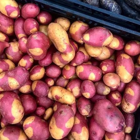 Masquerade Potatoes - Farm on Maple Drive