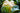 White Cauliflower- Pantoja's Farm
