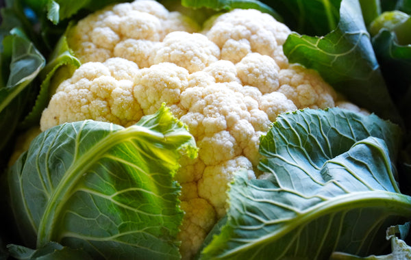 White Cauliflower- Pantoja's Farm