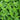 Fresh Mint Bunches - Groundwork