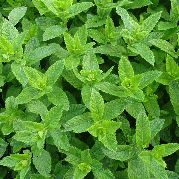 Fresh Mint Bunches - Groundwork