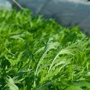Mizuna - 8 oz- Groundwork