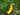 Yellow Zucchini - Pantoja's Farm