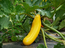 Yellow Zucchini - Pantoja's Farm