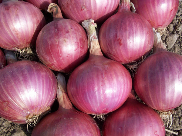 Red Onions - Pantoja's Farm