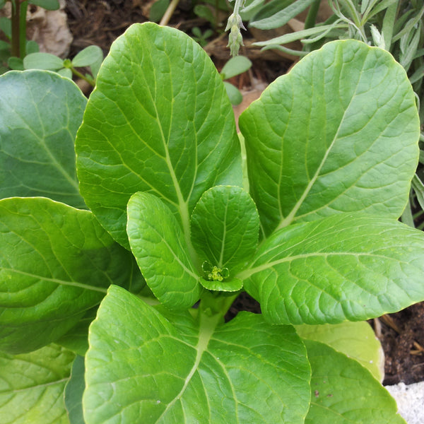 Mustard Greens