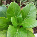 Mustard Greens