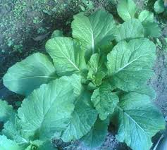 Small Leaf Mustard Greens - Groundwork
