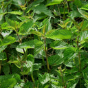 Stinging Nettle