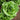 Romaine Blend (2/order) - Jyoti's Seeds For Change