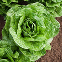 Parris Island Cos Romaine Lettuce Heads