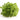 Parsley Bunches - Groundwork