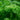 Parsley - Jyotis Seeds For Change