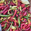 Frying Pepper Mix - Thistle Whistle