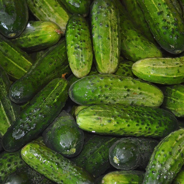 Pickling Cucumbers - Abundant LIfe Organic