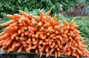 Carrots - The Living Farm