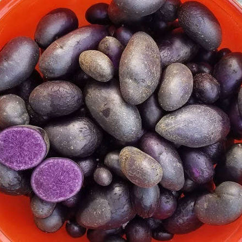 Purple Magesty Potatoes