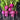 Purple Plum Radish — from Jyoti's Seeds 4 Change